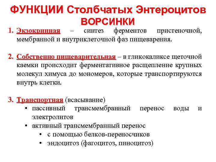 ФУНКЦИИ Столбчатых Энтероцитов ВОРСИНКИ 1. Экзокринная – синтез ферментов пристеночной, мембранной и внутриклеточной фаз