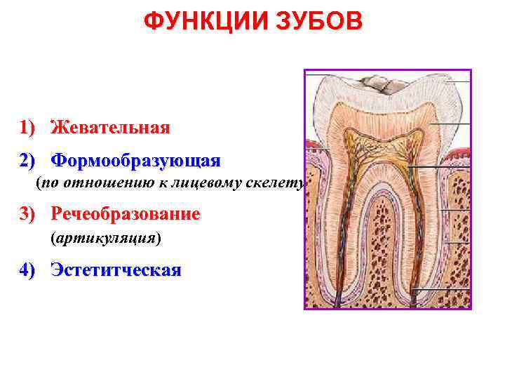 ФУНКЦИИ ЗУБОВ 1) Жевательная 2) Формообразующая (по отношению к лицевому скелету) 3) Речеобразование (артикуляция)