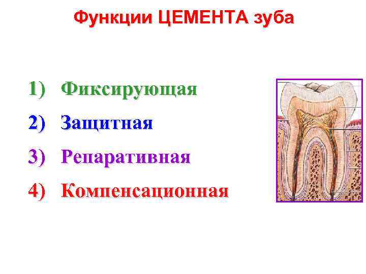 Функции ЦЕМЕНТА зуба 1) Фиксирующая 2) Защитная 3) Репаративная 4) Компенсационная 