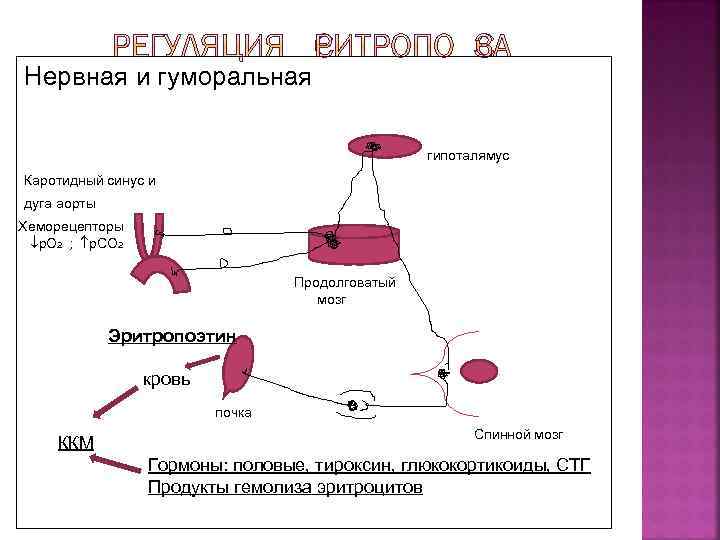Нервная и гуморальная гипоталямус Каротидный синус и дуга аорты Хеморецепторы р. О 2 ;
