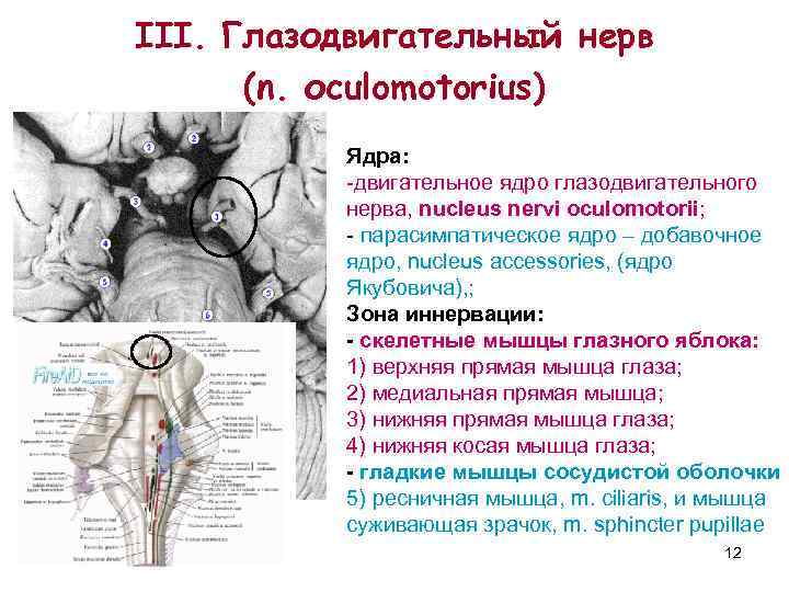 III. Глазодвигательный нерв (n. оculomotorius) Ядра: -двигательное ядро глазодвигательного нерва, nucleus nervi oculomotorii; -