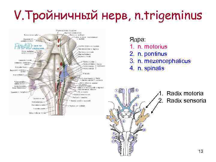 V. Тройничный нерв, n. trigeminus Ядра: 1. n. motoгius 2. n. pontinus 3. n.