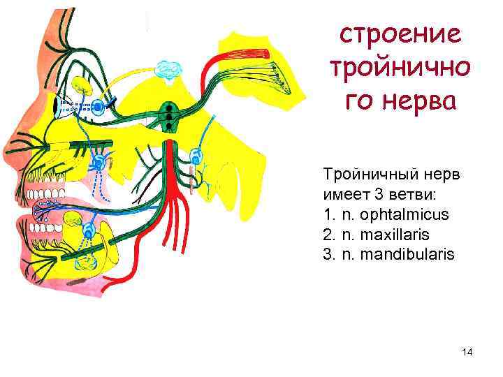 строение тройнично го нерва Тройничный нерв имеет 3 ветви: 1. n. ophtalmicus 2. n.