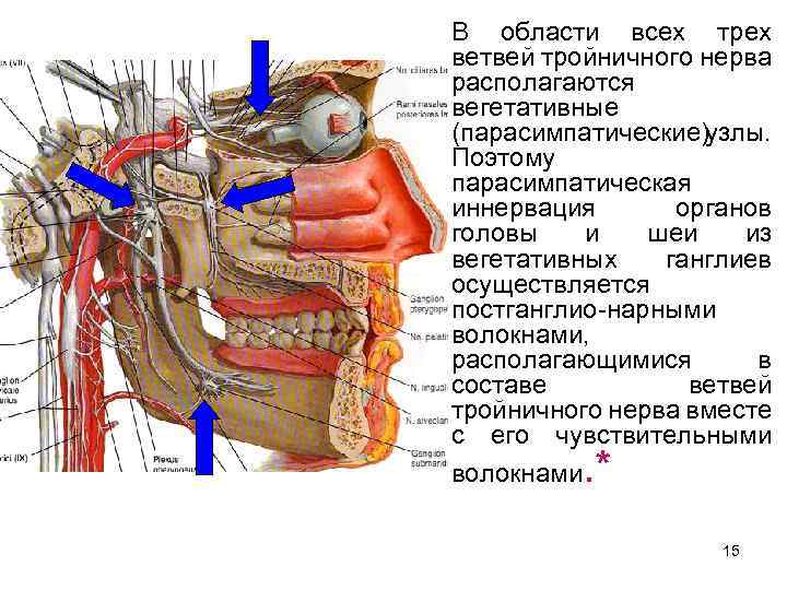 В области всех трех ветвей тройничного нерва располагаются вегетативные (парасимпатические)узлы. Поэтому парасимпатическая иннервация органов