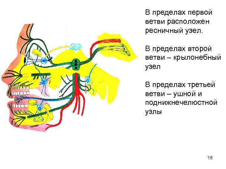 В пределах первой ветви расположен ресничный узел. В пределах второй ветви – крылонебный узел