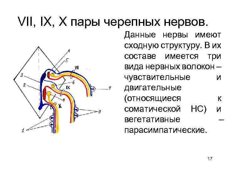 VII, IX, X пары черепных нервов. Данные нервы имеют сходную структуру. В их составе