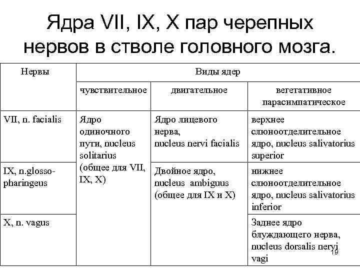 Ядра VII, IX, X пар черепных нервов в стволе головного мозга. Нервы Виды ядер