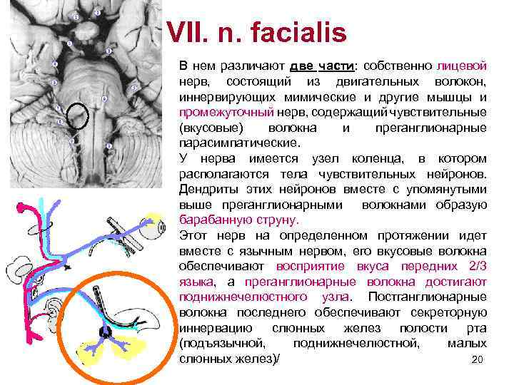 VII. n. facialis В нем различают две части: собственно лицевой нерв, состоящий из двигательных