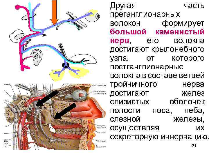 Другая часть преганглионарных волокон формирует большой каменистый нерв, его волокна достигают крылонебного узла, от