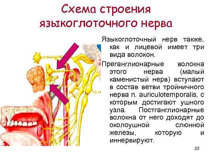 Схема строения языкоглоточного нерва Языкоглоточный нерв также, как и лицевой имеет три вида волокон.