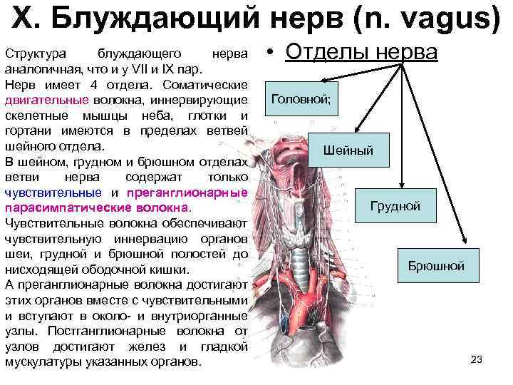 X. Блуждающий нерв (n. vagus) Структура блуждающего нерва аналогичная, что и у VII и