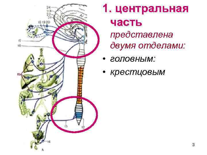 1. центральная часть представлена двумя отделами: • головным: • крестцовым 3 