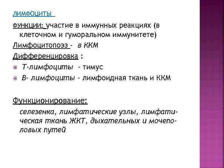 ЛИМФОЦИТЫ участие в иммунных реакциях (в клеточном и гуморальном иммунитете) Лимфоцитопоэз - в ККМ