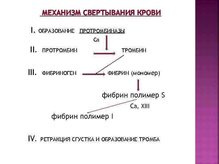 МЕХАНИЗМ СВЕРТЫВАНИЯ КРОВИ I. ОБРАЗОВАНИЕ ПРОТРОМБИНАЗЫ Са II. ПРОТРОМБИН III. ФИБРИНОГЕН ФИБРИН (мономер) фибрин