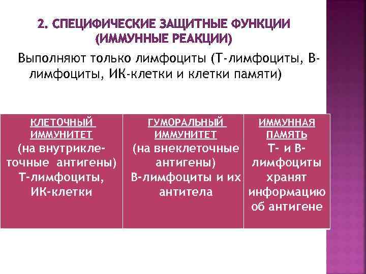 2. СПЕЦИФИЧЕСКИЕ ЗАЩИТНЫЕ ФУНКЦИИ (ИММУННЫЕ РЕАКЦИИ) Выполняют только лимфоциты (Т-лимфоциты, Влимфоциты, ИК-клетки и клетки