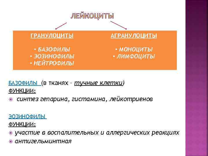 ГРАНУЛОЦИТЫ АГРАНУЛОЦИТЫ • БАЗОФИЛЫ • ЭОЗИНОФИЛЫ • НЕЙТРОФИЛЫ • МОНОЦИТЫ • ЛИМФОЦИТЫ БАЗОФИЛЫ (в