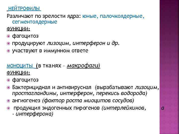 НЕЙТРОФИЛЫ Различают по зрелости ядра: юные, палочкоядерные, сегментоядерные ФУНКЦИИ: фагоцитоз продуцируют лизоцим, интерферон и