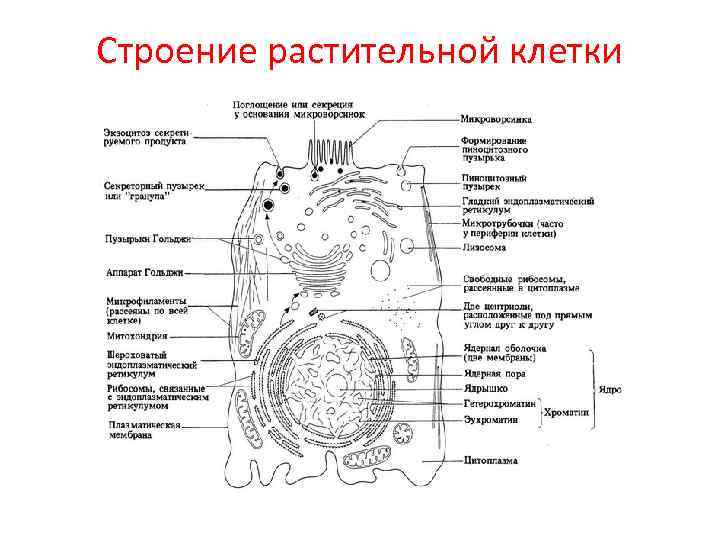 Характеристика строения клетки