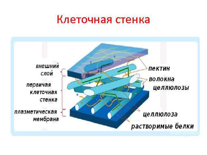Клеточная стенка 