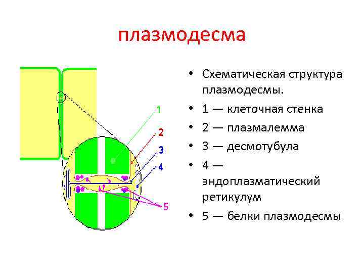 Плазмодесмы. Клеточная стенка плазмодесмы. Плазмодесма структура клетки. Плазмодесма растительной клетки функции. Строение плазмодесмы.