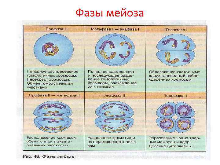 Установите последовательность при мейотическом делении клетки