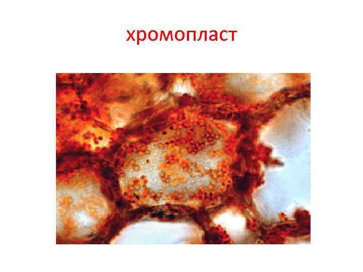 Хромопласты в клетке рисунок