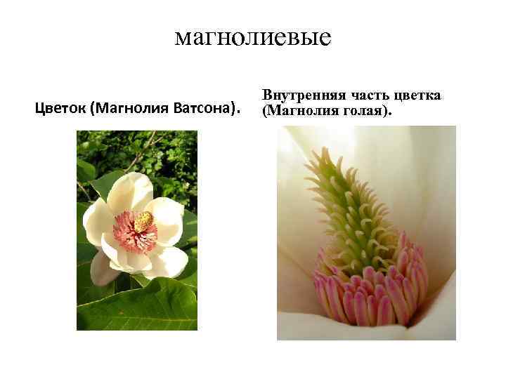 магнолиевые Цветок (Магнолия Ватсона). Внутренняя часть цветка (Магнолия голая). 