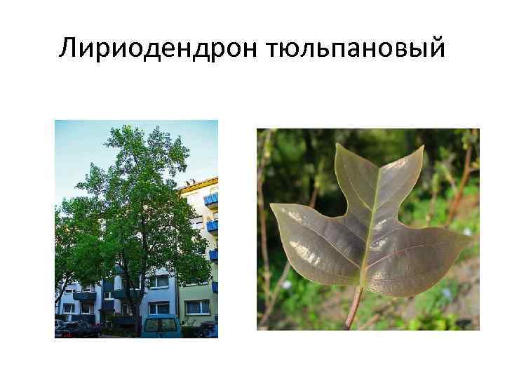 Лириодендрон тюльпановый 