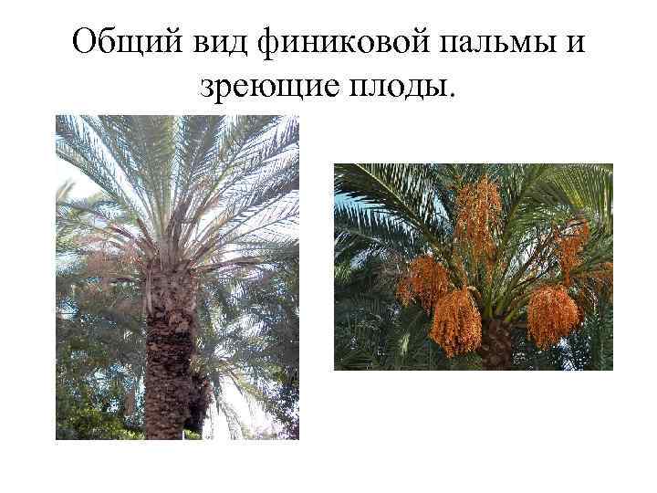 Общий вид финиковой пальмы и зреющие плоды. 