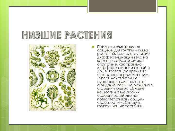 НИЗШИЕ РАСТЕНИЯ Признаки считавшиеся общими для группы низших растений, как-то: отсутствие дифференциации тела на