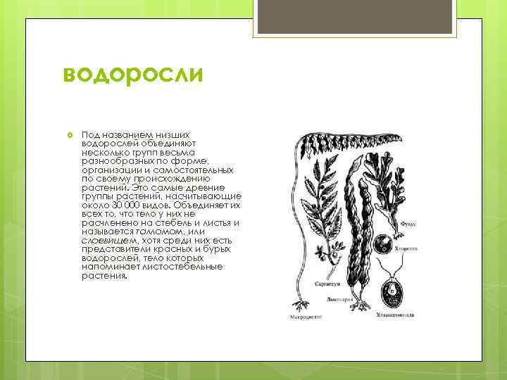 водоросли Под названием низших водорослей объединяют несколько групп весьма разнообразных по форме, организации и