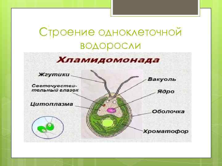 Строение одноклеточной водоросли 