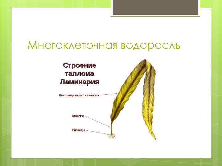 Многоклеточная водоросль 