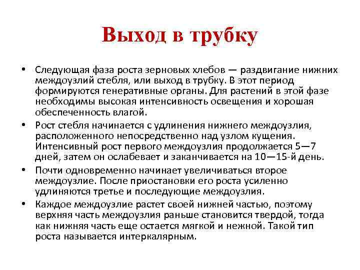 Выход в трубку • Следующая фаза роста зерновых хлебов — раздвигание нижних междоузлий стебля,