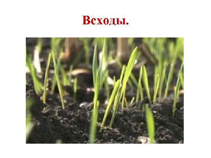 Всходы. 