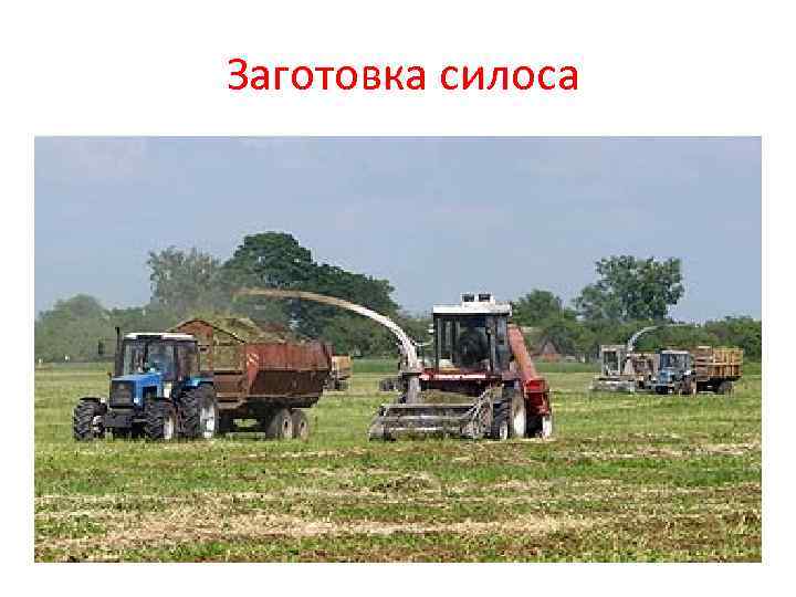 Заготовка силоса 