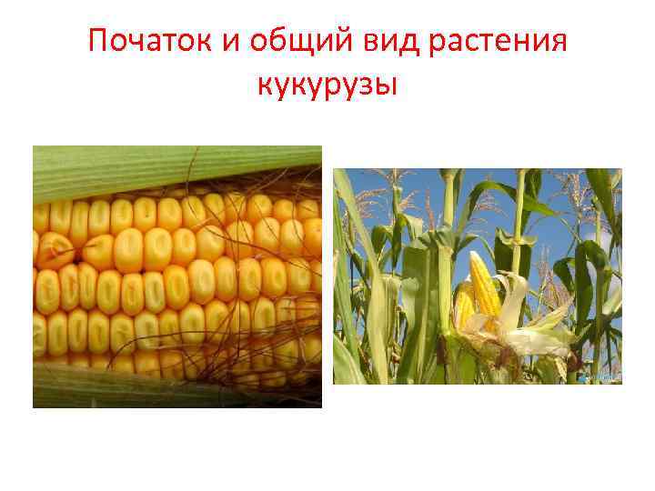 Початок и общий вид растения кукурузы 