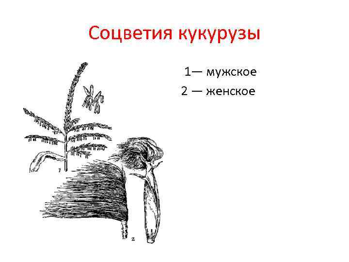 Соцветия кукурузы 1— мужское 2 — женское 
