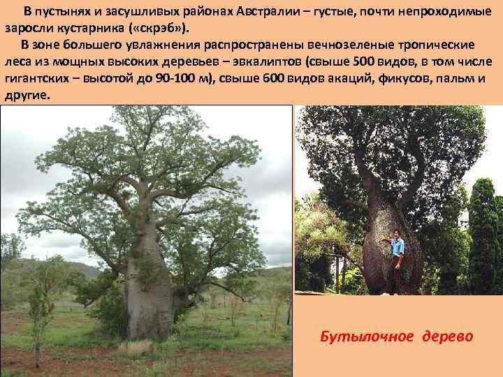 В пустынях и засушливых районах Австралии – густые, почти непроходимые заросли кустарника ( «скрэб»