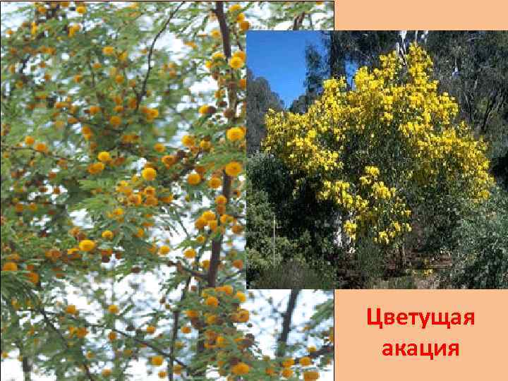 Цветущая акация 