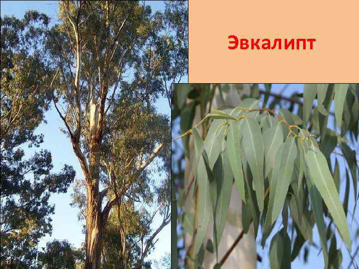 Эвкалипт 