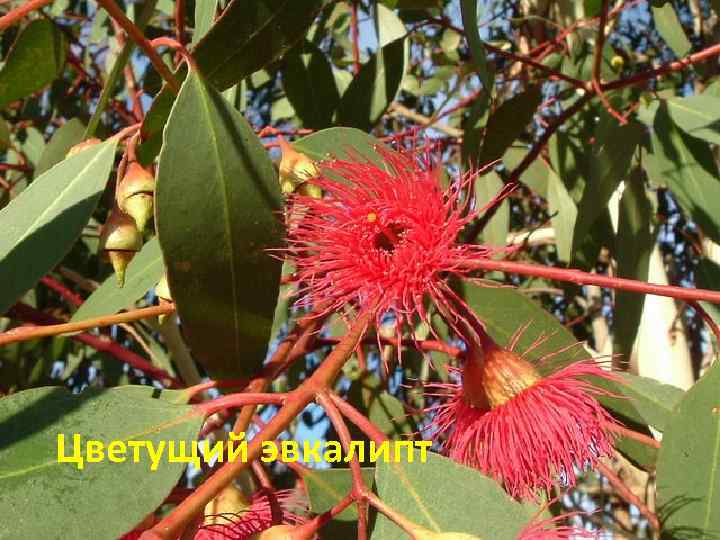 Цветущий эвкалипт 