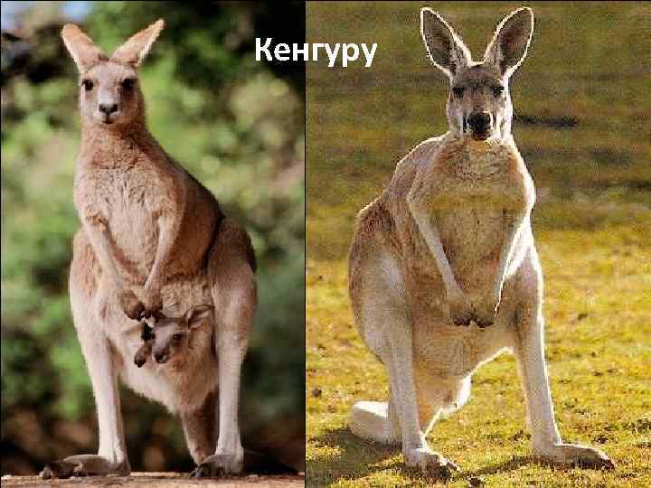 Кенгуру 