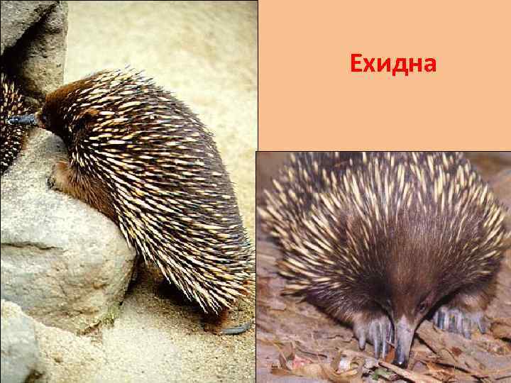 Ехидна 