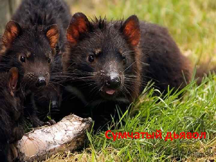 Сумчатый дьявол 