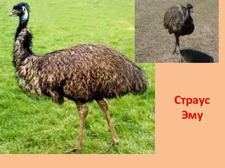 Страус Эму 
