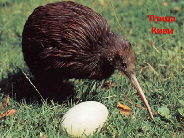 Птица Киви 
