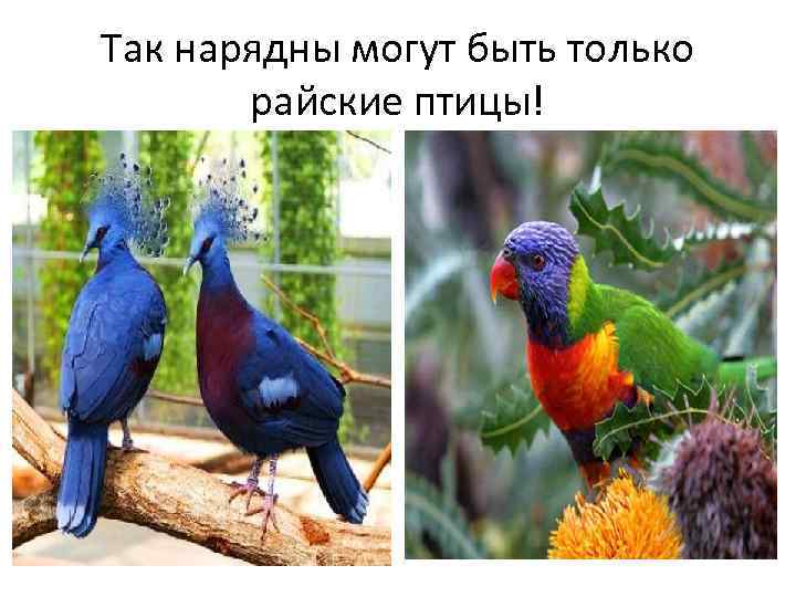 Так нарядны могут быть только райские птицы! 