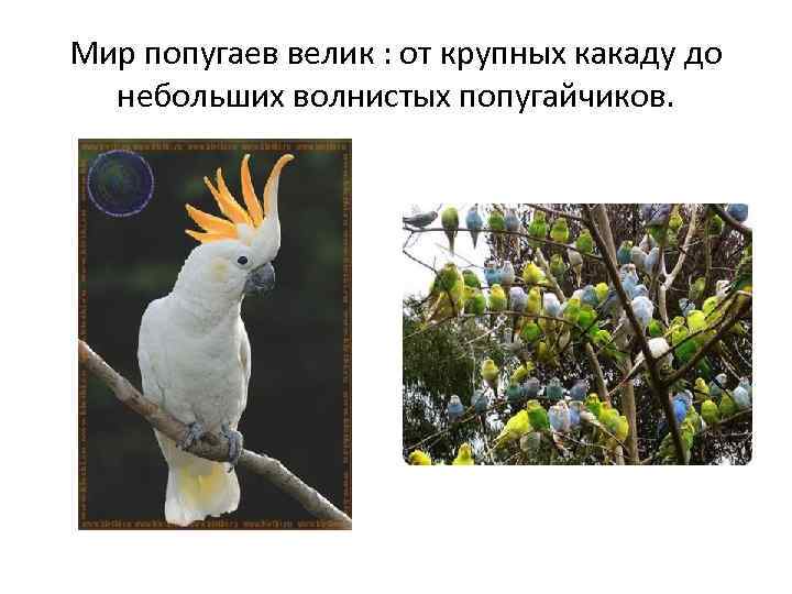 Мир попугаев велик : от крупных какаду до небольших волнистых попугайчиков. 