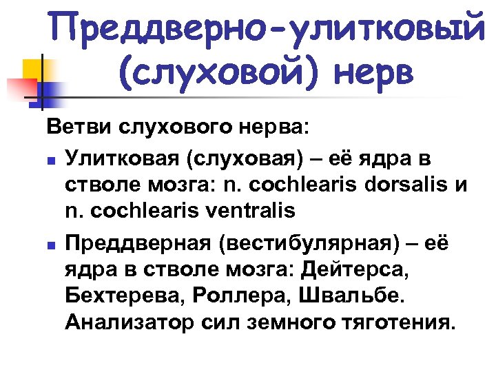 Преддверно-улитковый (слуховой) нерв Ветви слухового нерва: n Улитковая (слуховая) – её ядра в стволе